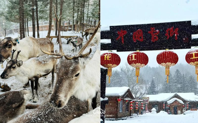 ทัวร์ฮาร์บิน Snow Town ให้อาหารกวางกลางหิมะ กิจกรรมหมู่บ้านหิมะ